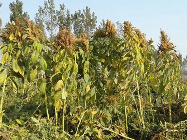 美國籽粒莧種子的價(jià)格多少錢一斤,如何種植 美國籽粒莧種子的價(jià)格多少錢一斤,如何種植