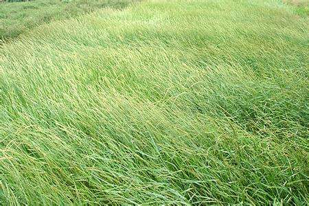 披堿草種子一斤多少錢