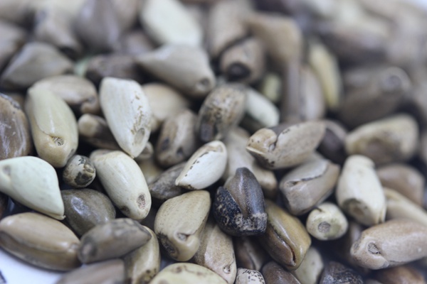 墨西哥玉米草種子播種后幾天發芽?怎么播種發芽更快 墨西哥玉米草種子播種后幾天發芽?怎么播種發芽更快