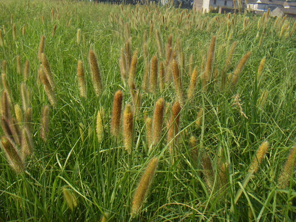 多年生雜交狼尾草種子多少錢一斤?哪里有賣的 多年生雜交狼尾草種子多少錢一斤?哪里有賣的