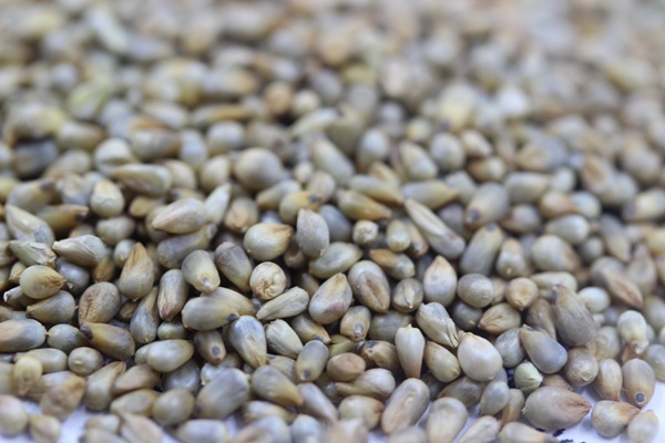 多年生雜交狼尾草種子多少錢(qián)一斤 多年生雜交狼尾草種子多少錢(qián)一斤