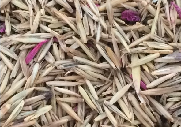 冰草種子怎么種，種后多久發(fā)芽