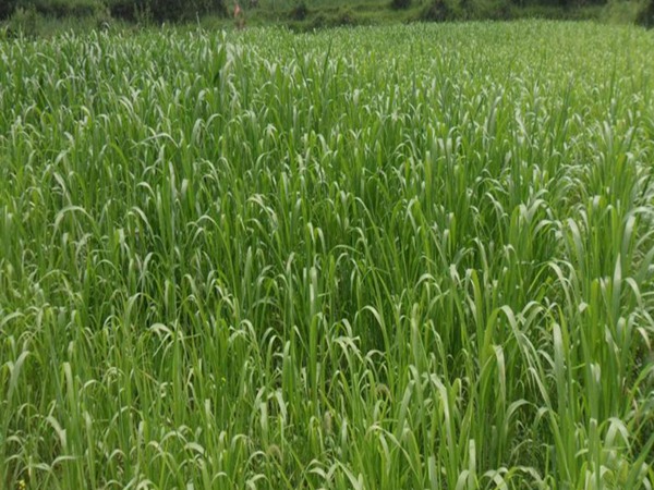 冰草種子價格,哪里有賣的 冰草種子價格,哪里有賣的