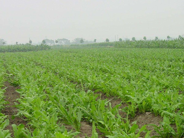 什么飼草產量高,有哪些比較常見的高產飼草品種 什么飼草產量高,有哪些比較常見的高產飼草品種
