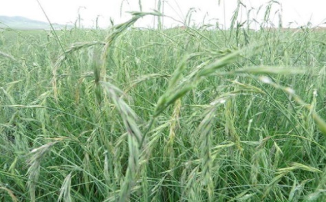 披堿草不用整地可以播種嗎 披堿草不用整地可以播種嗎