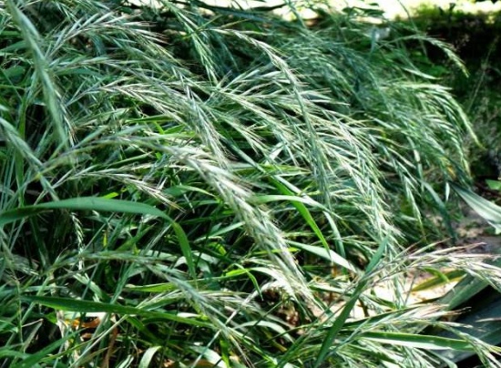 披堿草不用整地可以播種嗎 披堿草不用整地可以播種嗎