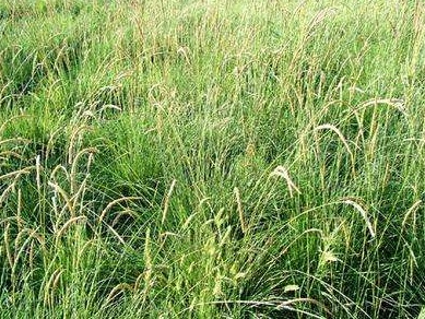 披堿草不用整地可以播種嗎 披堿草不用整地可以播種嗎