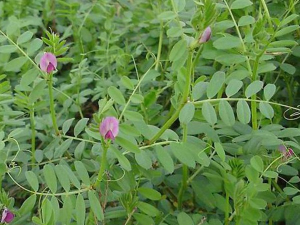 光葉紫花苕種子多少錢一斤,什么時候播種 光葉紫花苕種子多少錢一斤,什么時候播種
