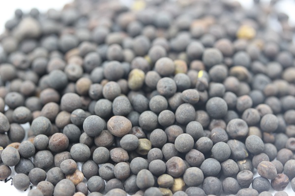 光葉紫花苕怎么播種,播種后多久發(fā)芽 光葉紫花苕怎么播種,播種后多久發(fā)芽