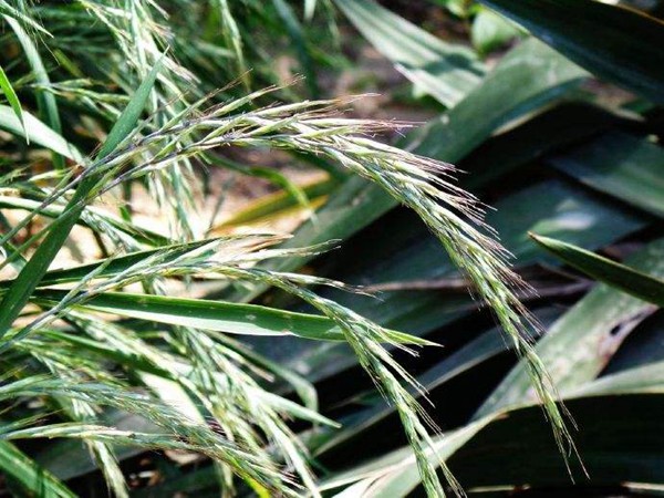 披堿草種子的種植方法 披堿草種子的種植方法