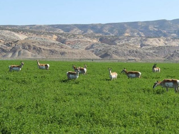 哪種飼草喂雞鵝好,為什么 哪種飼草喂雞鵝好,為什么