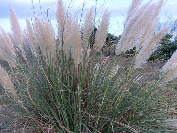 每頭肉牛每天飼草用量，用哪種比較好