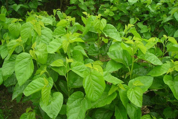 桑飼草樹能用作飼草嗎,種植養護技巧有哪些 桑飼草樹能用作飼草嗎,種植養護技巧有哪些
