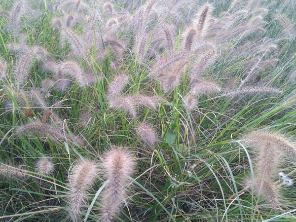 雜交狼尾草和皇竹草對(duì)比 雜交狼尾草和皇竹草對(duì)比