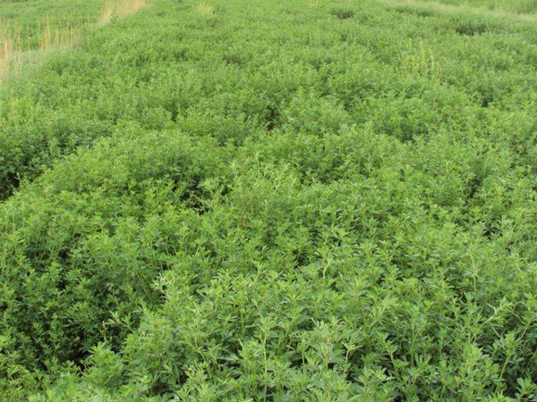 紫花苜蓿 紫花苜蓿