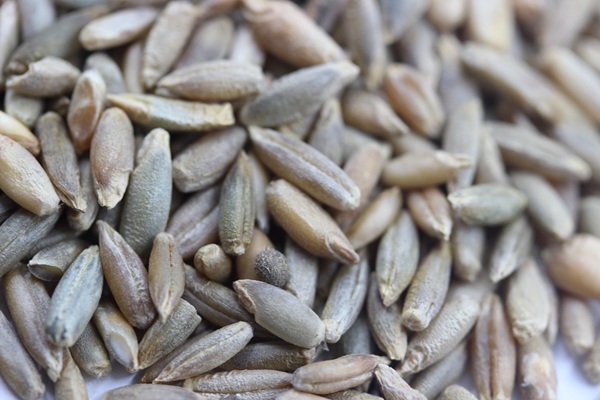 特高黑麥草種子多少錢一斤，一畝地用多少