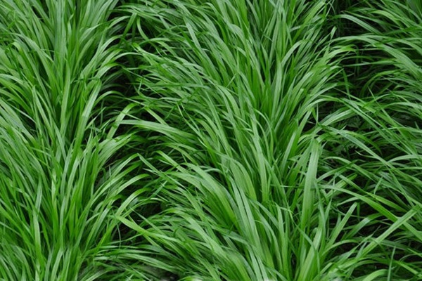 意大利黑麥草一畝地用多少種子 意大利黑麥草一畝地用多少種子