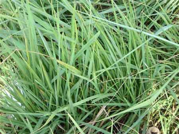 適合披堿草種植的地區(qū) 適合披堿草種植的地區(qū)