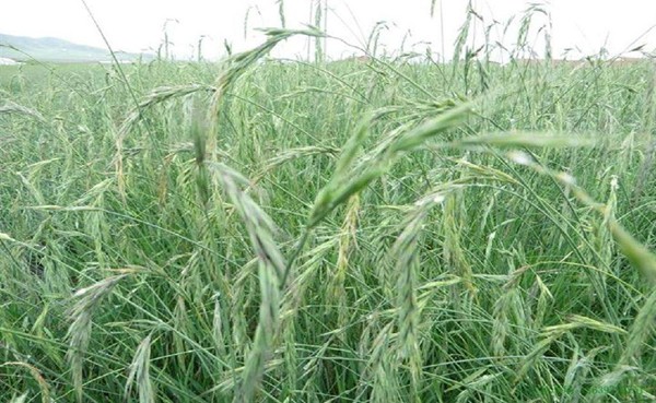 適合披堿草種植的地區(qū) 適合披堿草種植的地區(qū)