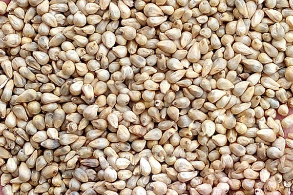 提木西草種子多少錢一斤，哪里有賣