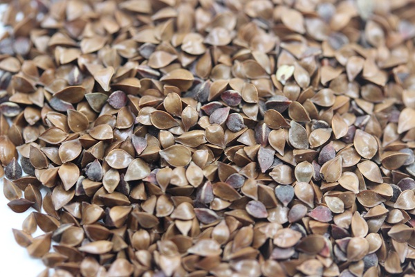 魯梅克斯種子畝播種用量,成本多少 魯梅克斯種子畝播種用量,成本多少