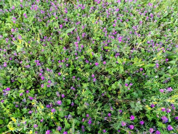 沙打旺做牛羊飼草怎么樣,有什么喂養優勢呢 沙打旺做牛羊飼草怎么樣,有什么喂養優勢呢