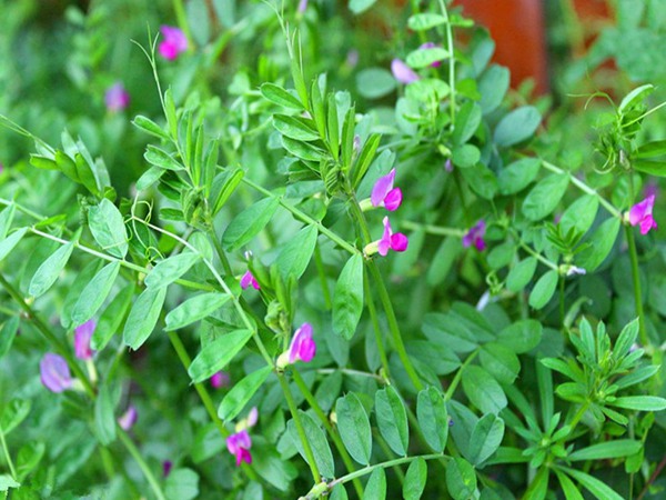 沙打旺做牛羊飼草怎么樣,有什么喂養優勢呢 沙打旺做牛羊飼草怎么樣,有什么喂養優勢呢