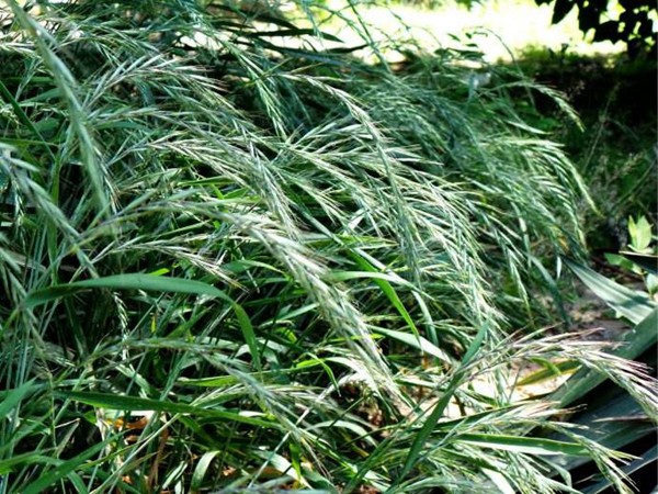 無芒披堿草種子價格 無芒披堿草種子價格