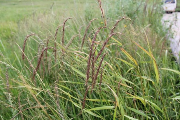 無芒披堿草種子價格 無芒披堿草種子價格