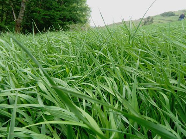 提木西草是不是狗尾馬草 提木西草是不是狗尾馬草