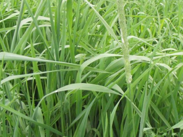 提木西草和苜蓿草哪個更好，有何區別