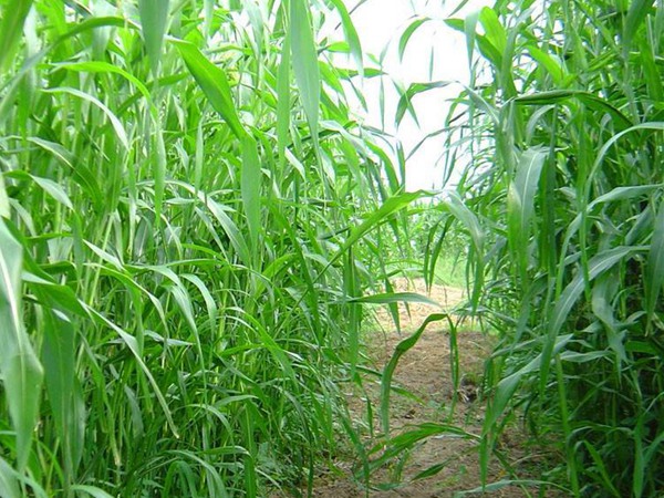 適合做飼草的甜高梁,營養價值怎么樣 適合做飼草的甜高梁,營養價值怎么樣