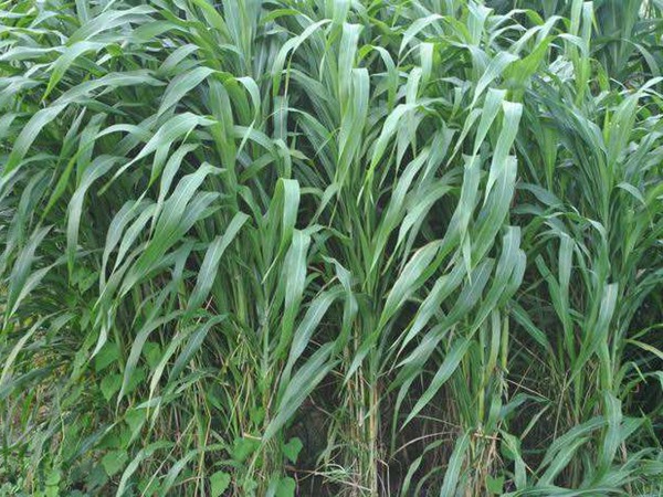 飼草甜高粱能養鵝，喂養方式是什么