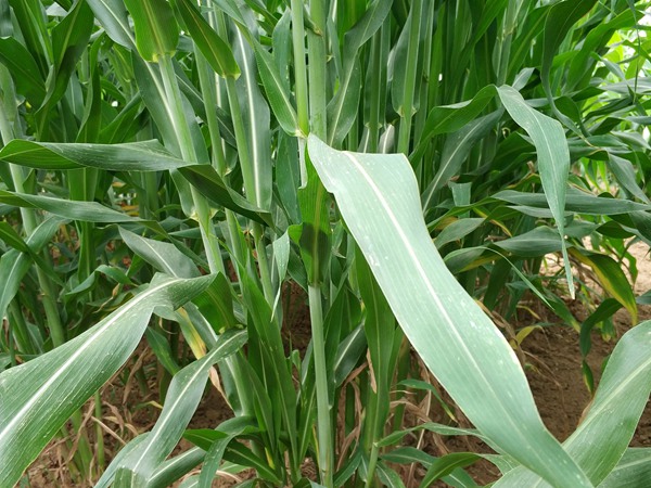 飼草高粱與玉米青飼的區別 飼草高粱與玉米青飼的區別