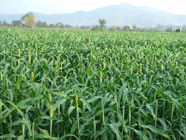 飼草甜高粱種子多少錢一斤,如何播種 飼草甜高粱種子多少錢一斤,如何播種