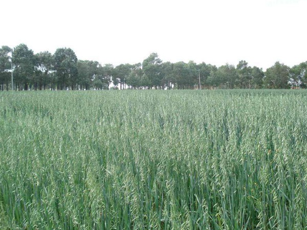 飼草型燕麥產量,如何提高畝產量 飼草型燕麥產量,如何提高畝產量