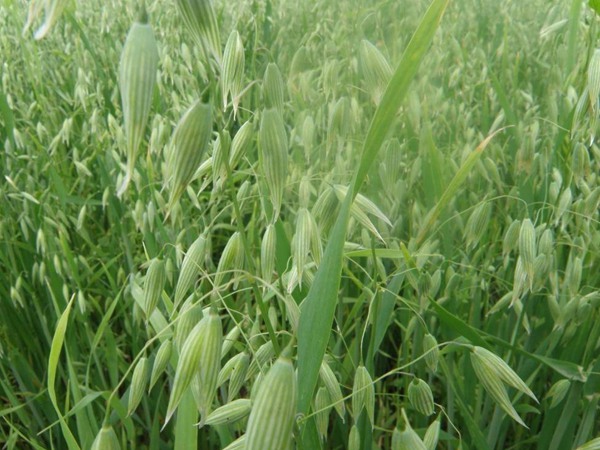 飼草型燕麥產量,如何提高畝產量 飼草型燕麥產量,如何提高畝產量