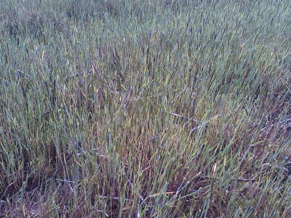 飼草型燕麥產量,如何提高畝產量 飼草型燕麥產量,如何提高畝產量