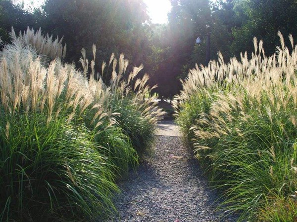 喂養(yǎng)牛的飼草有哪些