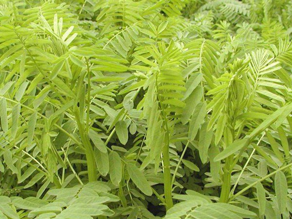 適宜西藏高產飼草,如何提高產量 適宜西藏高產飼草,如何提高產量