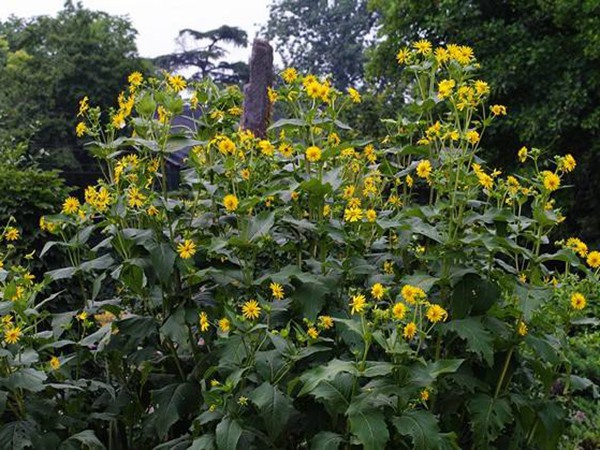 適宜西藏高產飼草,如何提高產量 適宜西藏高產飼草,如何提高產量