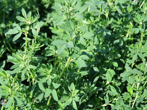 梅花鹿飼草有哪些，高產技巧有哪些