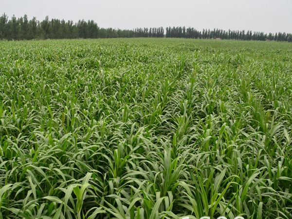 最高的飼草品種，如何種植護理