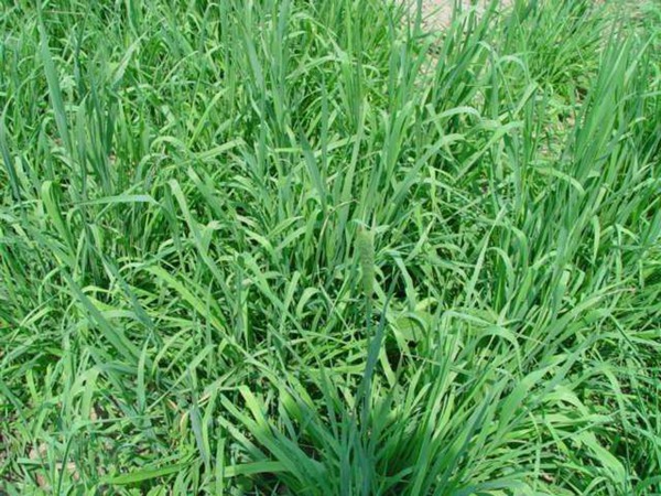 喂兔子種什么飼草好,為什么 喂兔子種什么飼草好,為什么