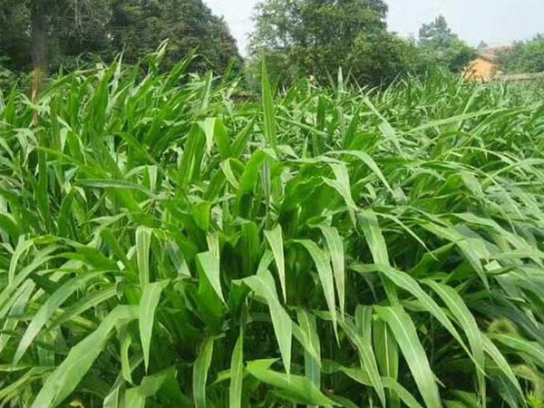 墨西哥玉米草 墨西哥玉米草