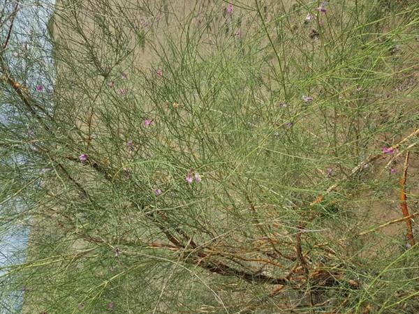 花棒是飼草嗎，怎么種植