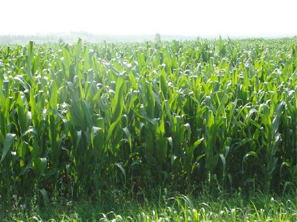 高丹草種子播種后幾天發(fā)芽 高丹草種子播種后幾天發(fā)芽