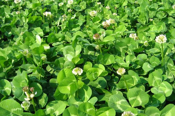 白三葉的種植技術要點以及收割技巧 白三葉的種植技術要點以及收割技巧