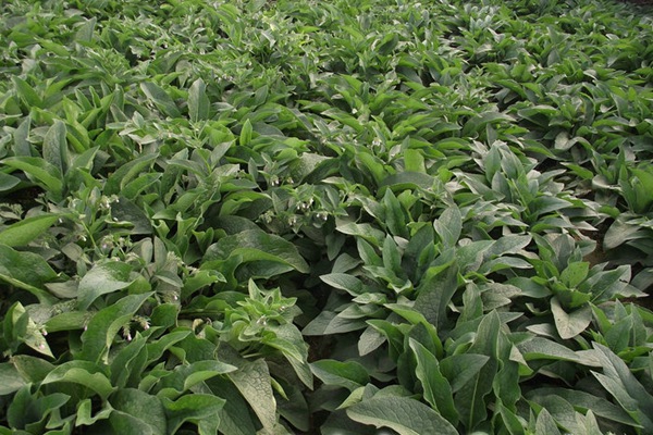 最耐寒的牧草,這些牧草的共同特點 最耐寒的牧草,這些牧草的共同特點