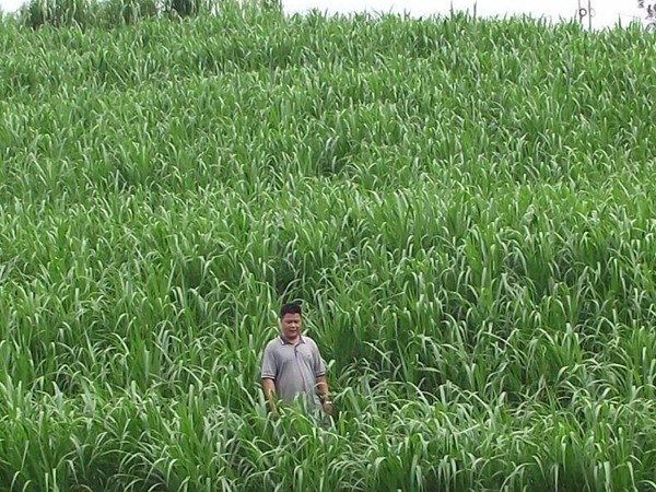 一畝皇竹草能養幾頭牛，經濟效益怎么樣